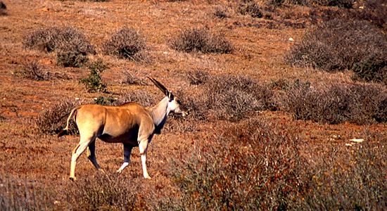 Pilanesberg Eland Bakgatla Resort Pilanesberg National Park