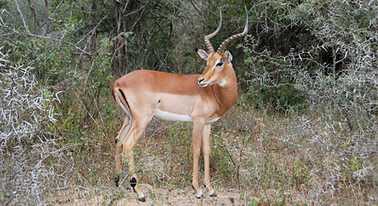 Pilanesberg Impala Bakgatla Resort Pilanesberg National Park