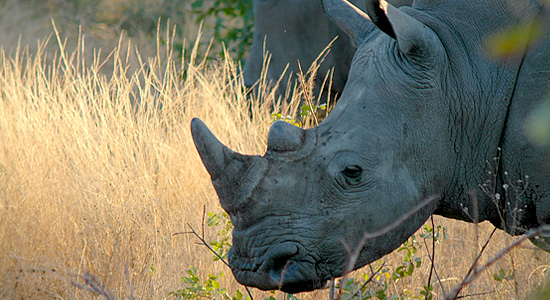 Pilanesberg Bakgatla Resort Pilanesberg National Park Budget Accommodation Rhino Wildlife