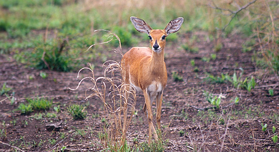 Pilanesberg Steenbuck Bakgatla Resort Pilanesberg National Park South Africa