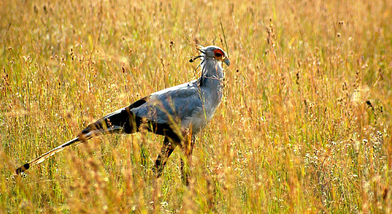 Pilanesberg Secretary Bird Bakgatla Resort Pilanesberg National Park South Africa